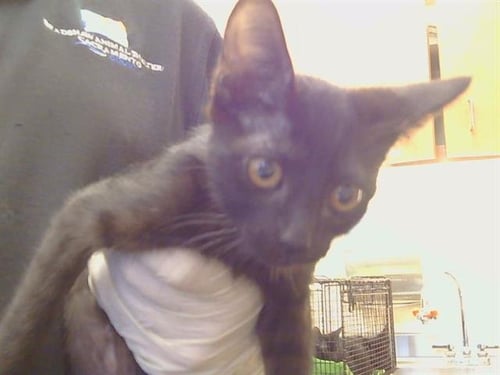 A924941 - Domestic Short Hair available for adoption