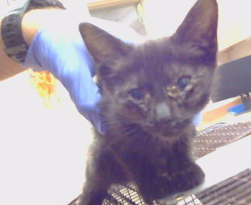 *BETTY - Domestic Short Hair for adoption in Roseville