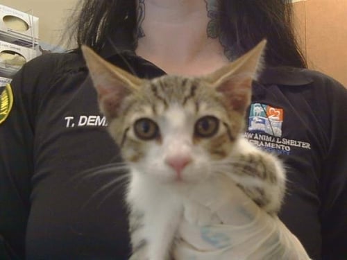 A925170 - Domestic Short Hair available for adoption