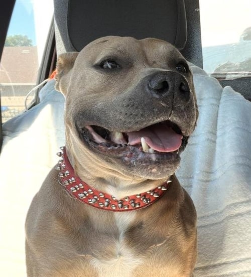 DIAMOND - Pit Bull Terrier available for adoption