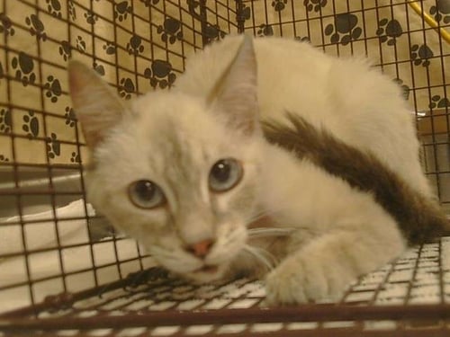 A926293 - Siamese available for adoption