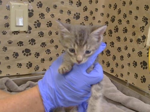 A926958 - Domestic Short Hair available for adoption