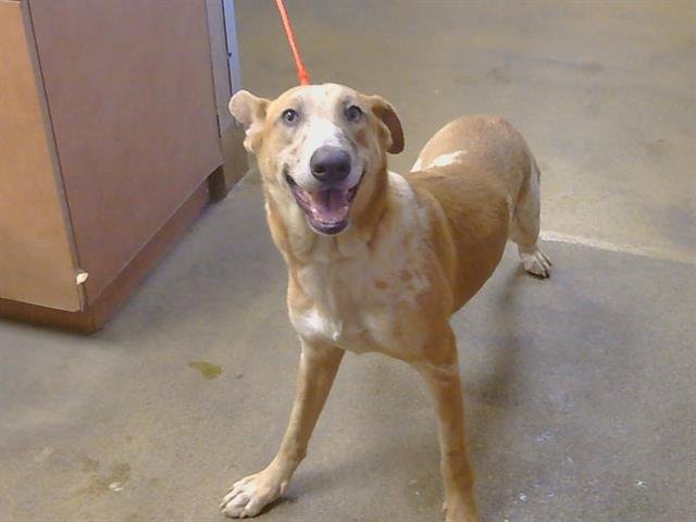 *GLADYS - Australian Cattle Dog/Blue Heeler available for adoption