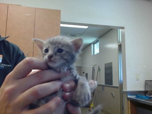 A921948 - Domestic Short Hair available for adoption
