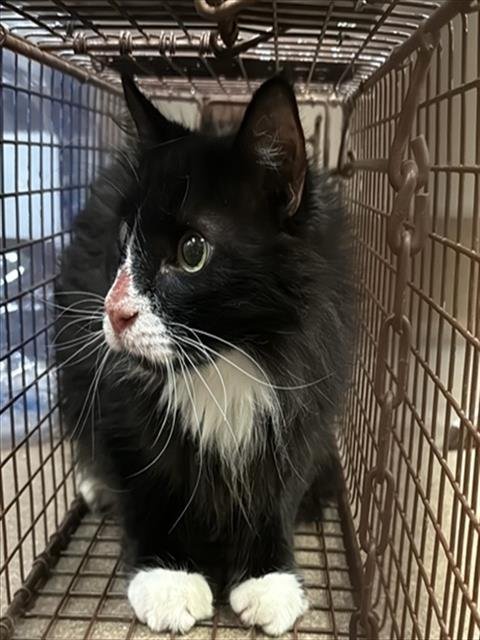 A925880 - Domestic Long Hair available for adoption