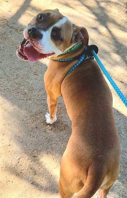 MOE - Pit Bull Terrier / Boxer available for adoption