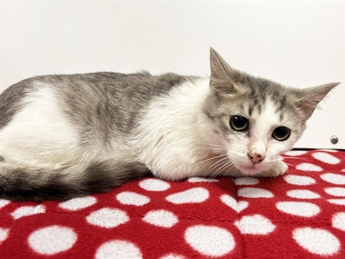*DETROIT - Domestic Short Hair available for adoption