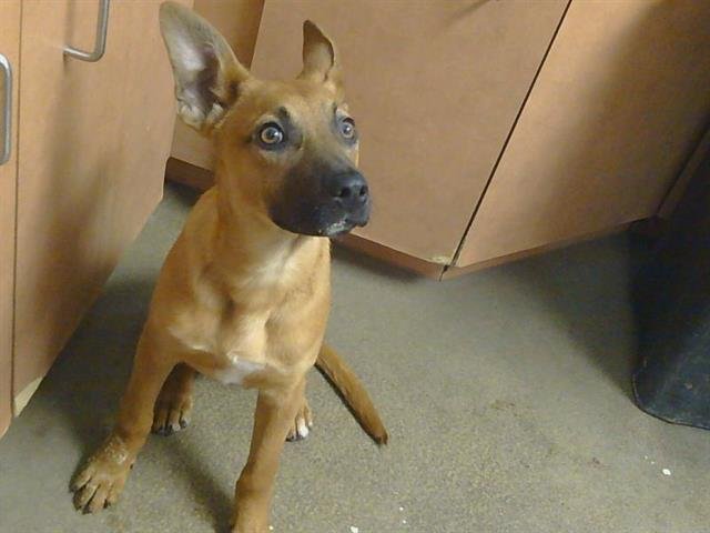 A911397 - German Shepherd Dog available for adoption