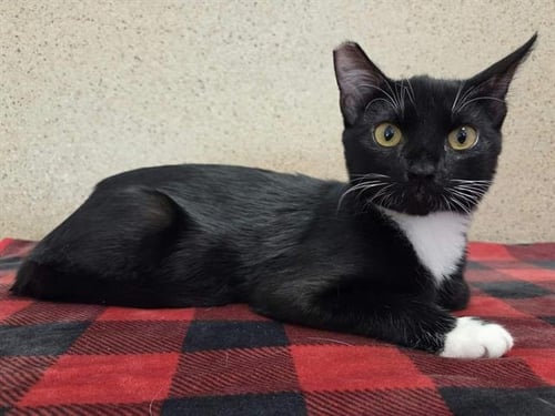 *BRUCE - Domestic Short Hair available for adoption