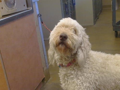 A924954 - Poodle (Standard) available for adoption