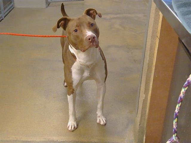 JAX - Pit Bull Terrier available for adoption