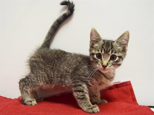 *AMALIE - Domestic Short Hair for adoption in Elk Grove