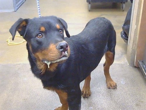 A928002 - Rottweiler available for adoption