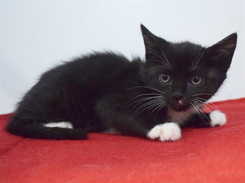 *GALEA - Domestic Medium Hair available for adoption