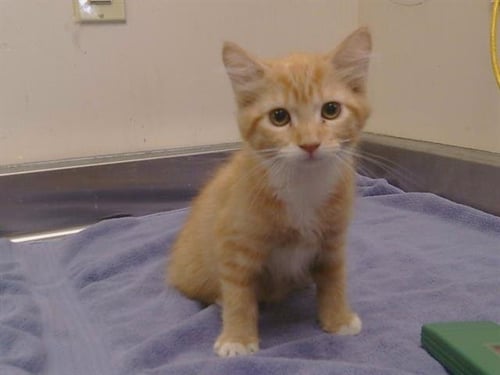 A928626 - Domestic Short Hair available for adoption