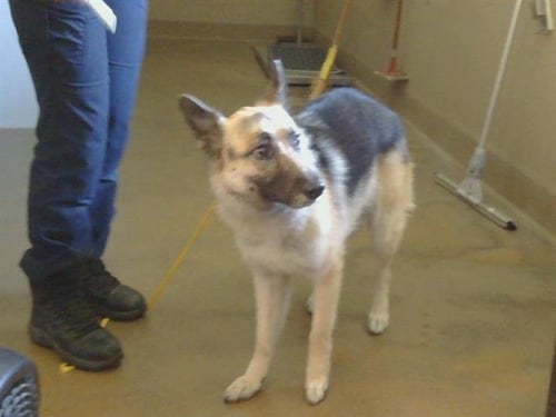 *CANDACE - German Shepherd Dog for adoption in Roseville