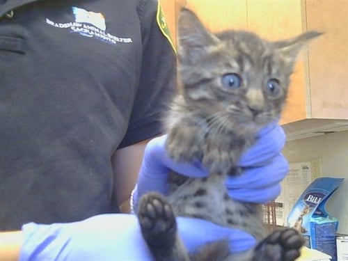 A928213 - Domestic Short Hair available for adoption