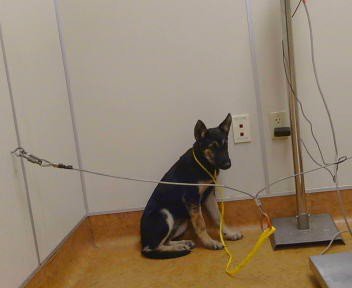*DOROTHY - German Shepherd Dog available for adoption