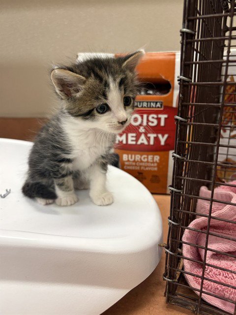 *SCALLYWAG - Domestic Short Hair available for adoption