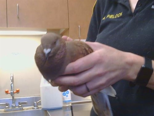*BEAK SABBATH - Pigeon available for adoption