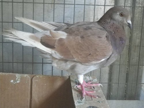 *BEAK SABBATH - Pigeon available for adoption