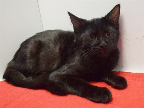 *CHARADE - Domestic Short Hair available for adoption