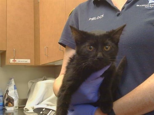 A929767 - Domestic Short Hair available for adoption