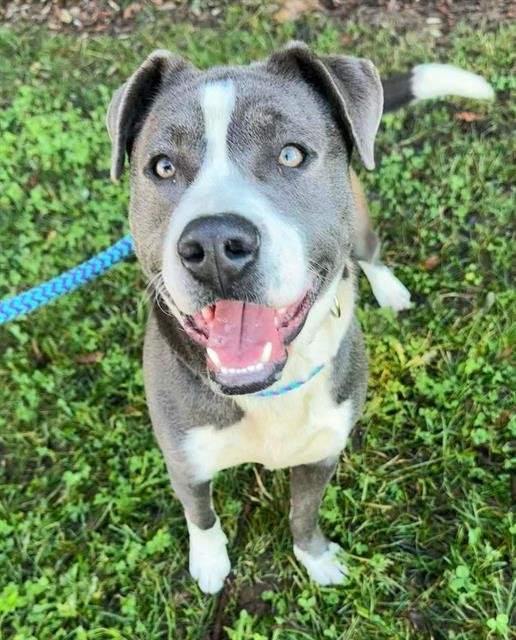 *FEDYOR - Pit Bull Terrier / Labrador Retriever for adoption in Roseville