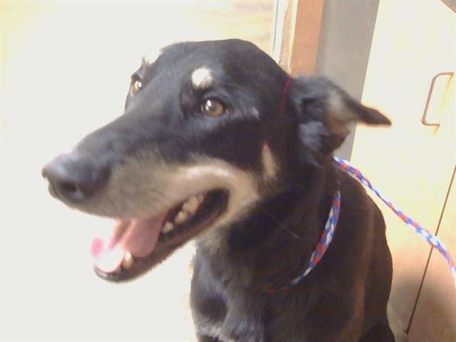 HOKU - German Shepherd Dog / Doberman Pinscher available for adoption