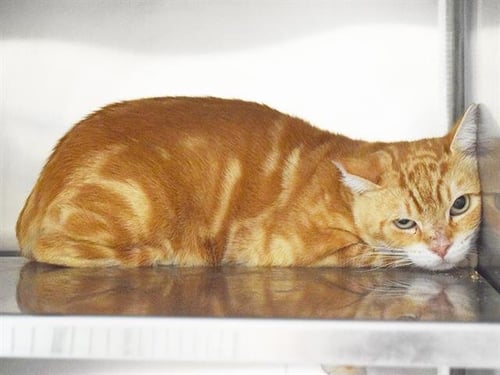 *NELSON (BARN CAT) - Domestic Short Hair available for adoption