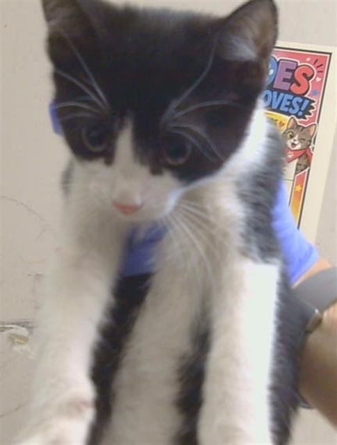*BREEZE - Domestic Short Hair available for adoption
