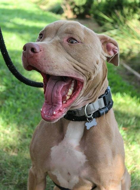 ZYLA - Pit Bull Terrier available for adoption