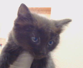 A925183 - Domestic Medium Hair available for adoption