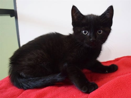 *JERICHO - Domestic Short Hair for adoption in Elk Grove