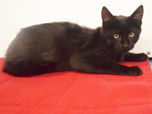 *INFINITY - Domestic Short Hair for adoption in Elk Grove