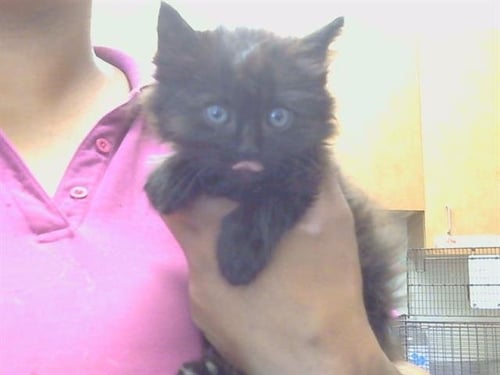 A922169 - Domestic Medium Hair available for adoption