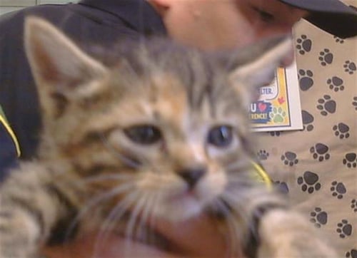 A927278 - Domestic Short Hair available for adoption