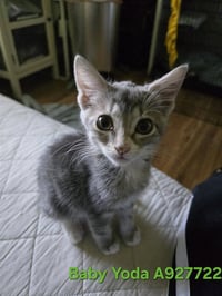 BABY YODA - Photo 1