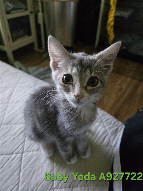 BABY YODA - Domestic Short Hair available for adoption