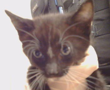 A925184 - Domestic Medium Hair available for adoption