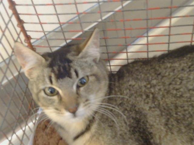 *FOXY - Abyssinian available for adoption