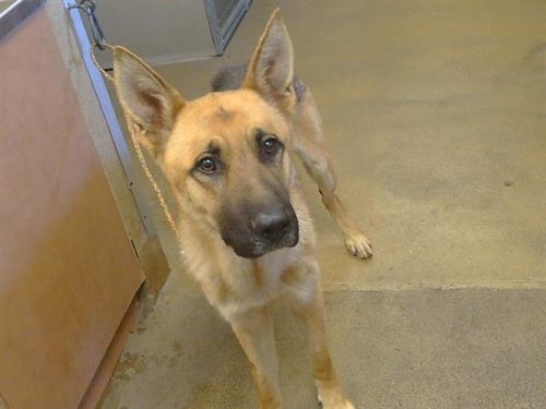 *TOMATO - German Shepherd Dog available for adoption