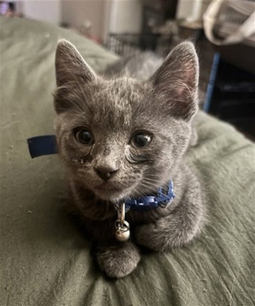 SORA - Domestic Short Hair available for adoption