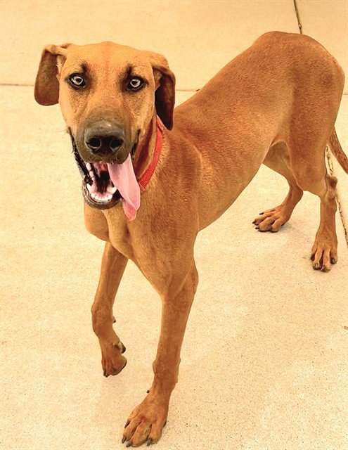 *ABBY CADABBY - Great Dane available for adoption