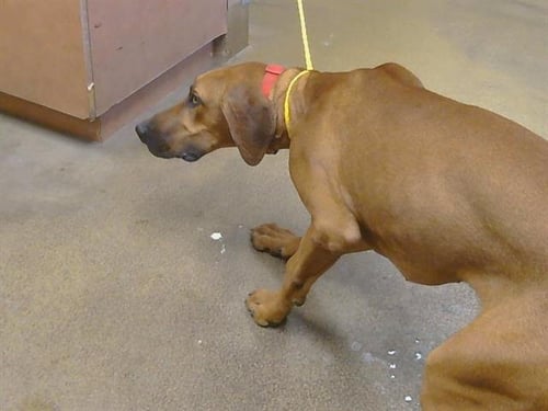 *ABBY CADABBY - Great Dane available for adoption