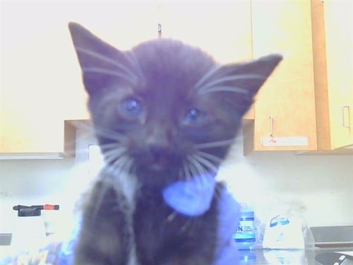 A926547 - Domestic Short Hair available for adoption