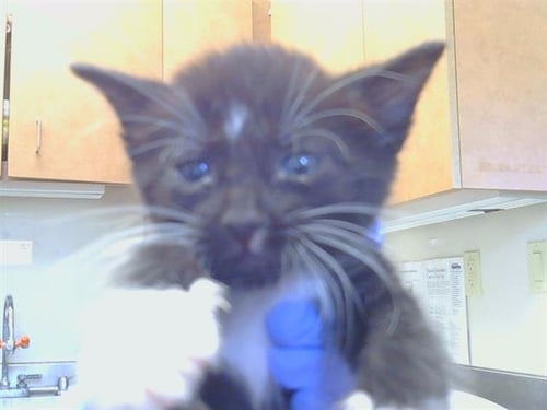 A926549 - Domestic Short Hair available for adoption