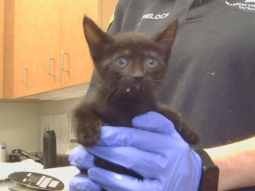A928274 - Domestic Short Hair available for adoption