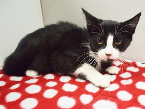 *AVERY - Domestic Short Hair available for adoption