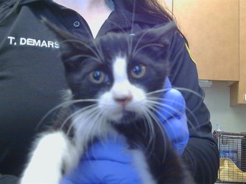 A928749 - Domestic Short Hair available for adoption